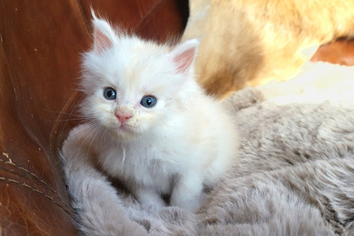 Freddy of Curious Coons, Main Coon Jungtier - Kater