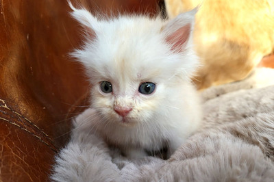 Freddy of Curious Coons, Main Coon Jungtier - Kater