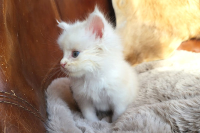 Freddy of Curious Coons, Main Coon Jungtier - Kater