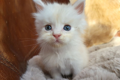 Freddy of Curious Coons, Main Coon Jungtier - Kater