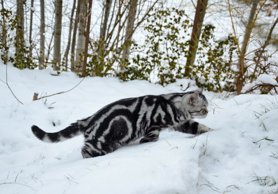 Fredy, BKH Whiskas Kitten Black Silver Tabby Jungtier - Kater