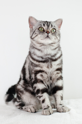 Fredy, BKH Whiskas Kitten Black Silver Tabby Jungtier - Kater