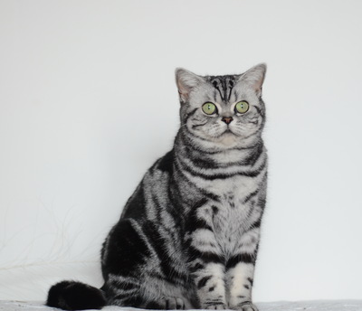 Fredy, BKH Whiskas Kitten Black Silver Tabby Jungtier - Kater