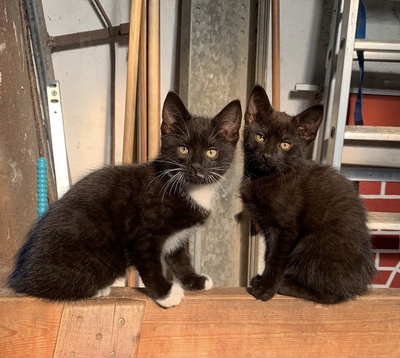 Frei wählbar, Hauskatzen Jungtier - Kater 1
