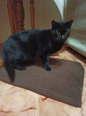 Freigeist mit Herz KIM (ALO) - Kater