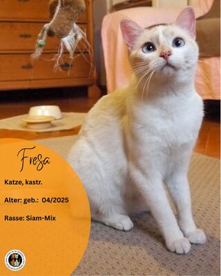 Fresa, Siam-Mix - Katze
