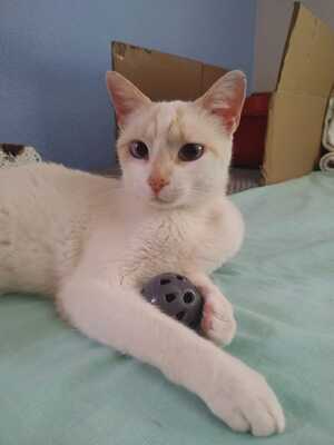 Fresa, Siam-Mix - Katze