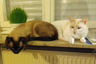 Fresa, Siam-Mix - Katze