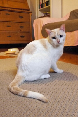 Fresa, Siam-Mix - Katze
