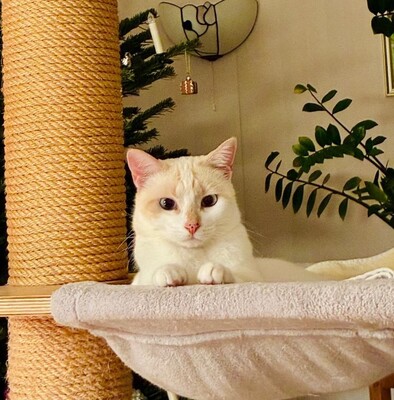 Fresa, Siam-Mix - Katze