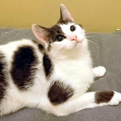 Freundliches Kätzchen Sky sucht ihre Dosis, EKH - Katze