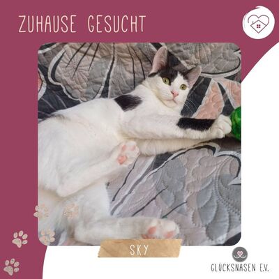 Freundliches Kätzchen Sky sucht ihre Dosis, EKH - Katze