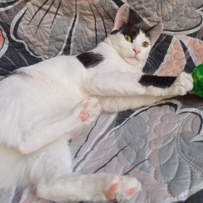 Freundliches Kätzchen Sky wartet auf Post, EKH - Katze