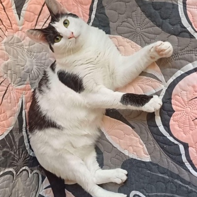 Freundliches Kätzchen Sky wartet auf Post, EKH - Katze