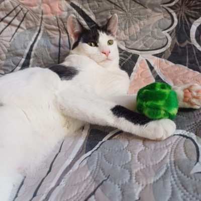 Freundliches Kätzchen Sky wartet auf Post, EKH - Katze