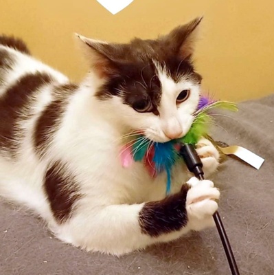 Freundliches Kätzchen Sky wartet auf Post, EKH - Katze