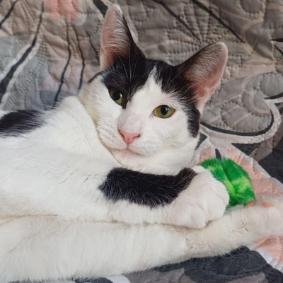 Freundliches Kätzchen Sky wartet auf Post, EKH - Katze