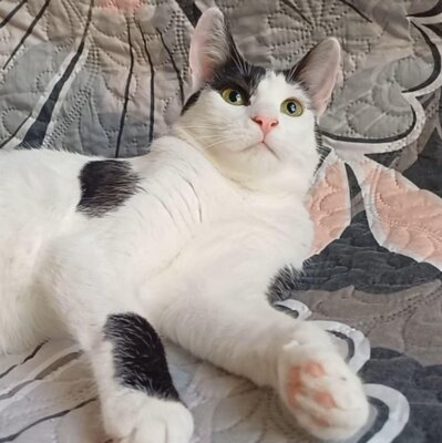 Freundliches Kätzchen Sky wartet auf Post, EKH - Katze
