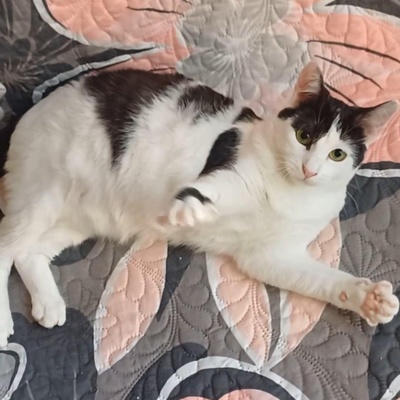 Freundliches Kätzchen Sky wartet auf Post, EKH - Katze