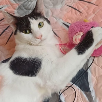 Freundliches Kätzchen Sky wartet auf Post, EKH - Katze