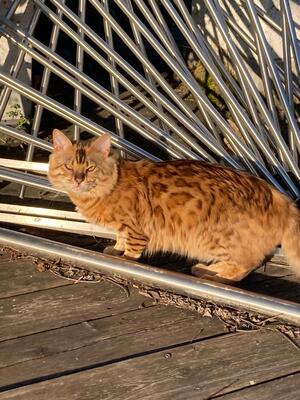 Fridolin steht geeigneten Damen zum Decken zur Verfügung, Bengalen - Kater