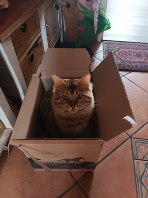 Fridolin steht geeigneten Damen zum Decken zur Verfügung, Bengalen - Kater