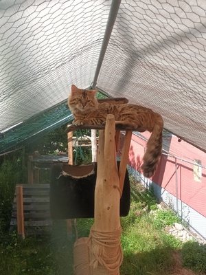 Fridolin steht geeigneten Damen zum Decken zur Verfügung, Bengalen - Kater