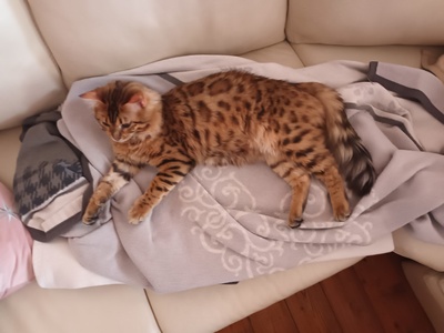 Fridolin steht geeigneten Damen zum Decken zur Verfügung, Bengalen - Kater