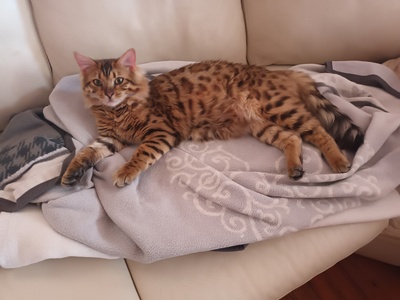 Fridolin steht geeigneten Damen zum Decken zur Verfügung, Bengalen - Kater