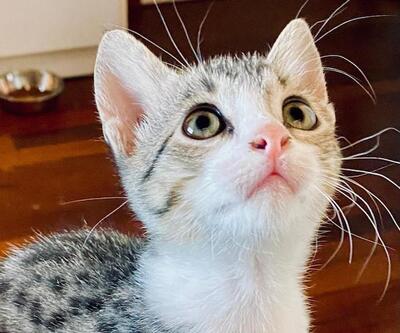 Fritzi - Hübsches Katzenmädchen, ca. 3 Monate, Mischling Jungtier - Katze