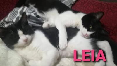 Frodo und Leya, Europäisch Kurzhaar - Kater