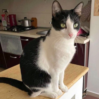Fröhliche Katze Candy sucht ihre Dosis, EKH - Katze