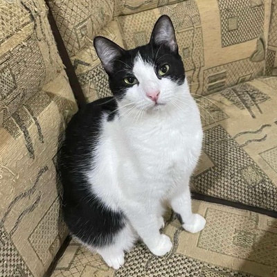 Fröhliche Katze Candy sucht ihre Dosis, EKH - Katze