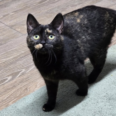 Fröhliches Kätzchen Soleil ist bereit, EKH Jungtier - Katze