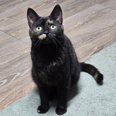 Fröhliches Kätzchen Soleil ist bereit, EKH Jungtier - Katze