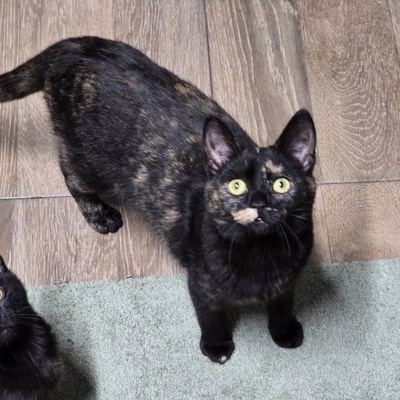 Fröhliches Kätzchen Soleil ist bereit, EKH Jungtier - Katze