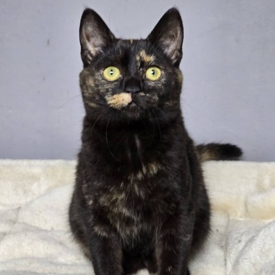 Fröhliches Kätzchen Soleil ist bereit, EKH Jungtier - Katze