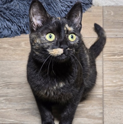 Fröhliches Kätzchen Soleil ist bereit, EKH Jungtier - Katze