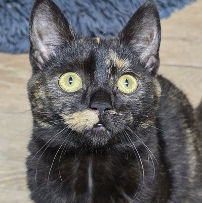 Fröhliches Kätzchen Soleil ist bereit, EKH Jungtier - Katze