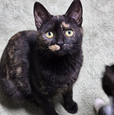 Fröhliches Kätzchen Soleil ist bereit, EKH Jungtier - Katze