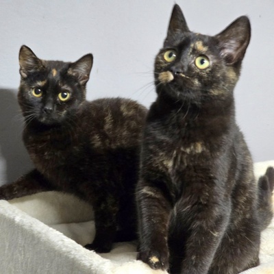 Fröhliches Kätzchen Soleil ist bereit, EKH Jungtier - Katze