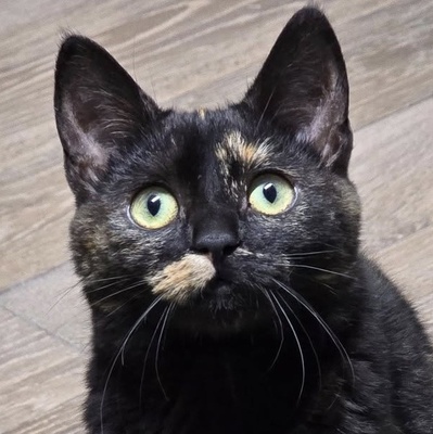 Fröhliches Kätzchen Soleil ist bereit, EKH Jungtier - Katze