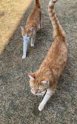 Funky & Juri, Hauskatze Kurzhaar - Kater