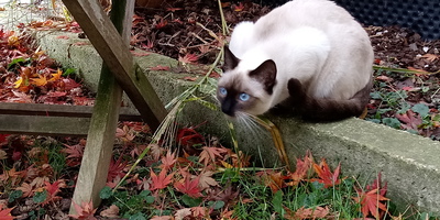 GENEVEE, Thai Jungtier - Katze