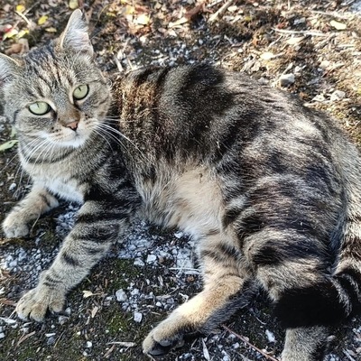 GIGI, EKH Jungtier - Katze