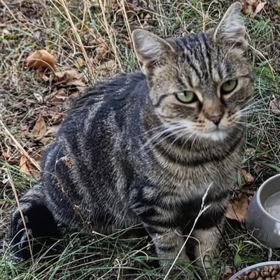GIGI, EKH Jungtier - Katze