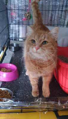 GINA - große Rarität: rotes Weibchen, Gewöhnliche Katze - Katze