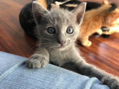 GRISSOM und seine Brüder (ALO) - Kater