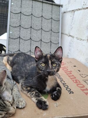 Gabrielle, Europäisch Kurzhaar - Katze