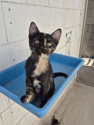 Gabrielle, Europäisch Kurzhaar - Katze